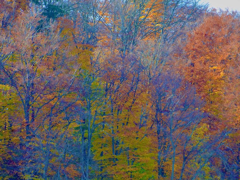 Eugen Perez DSC_9721